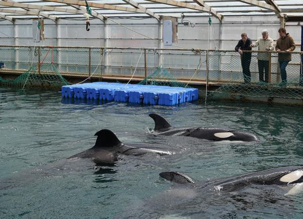 Plan to Immediately Release Orcas in Srednyaya Bay Should Not Be